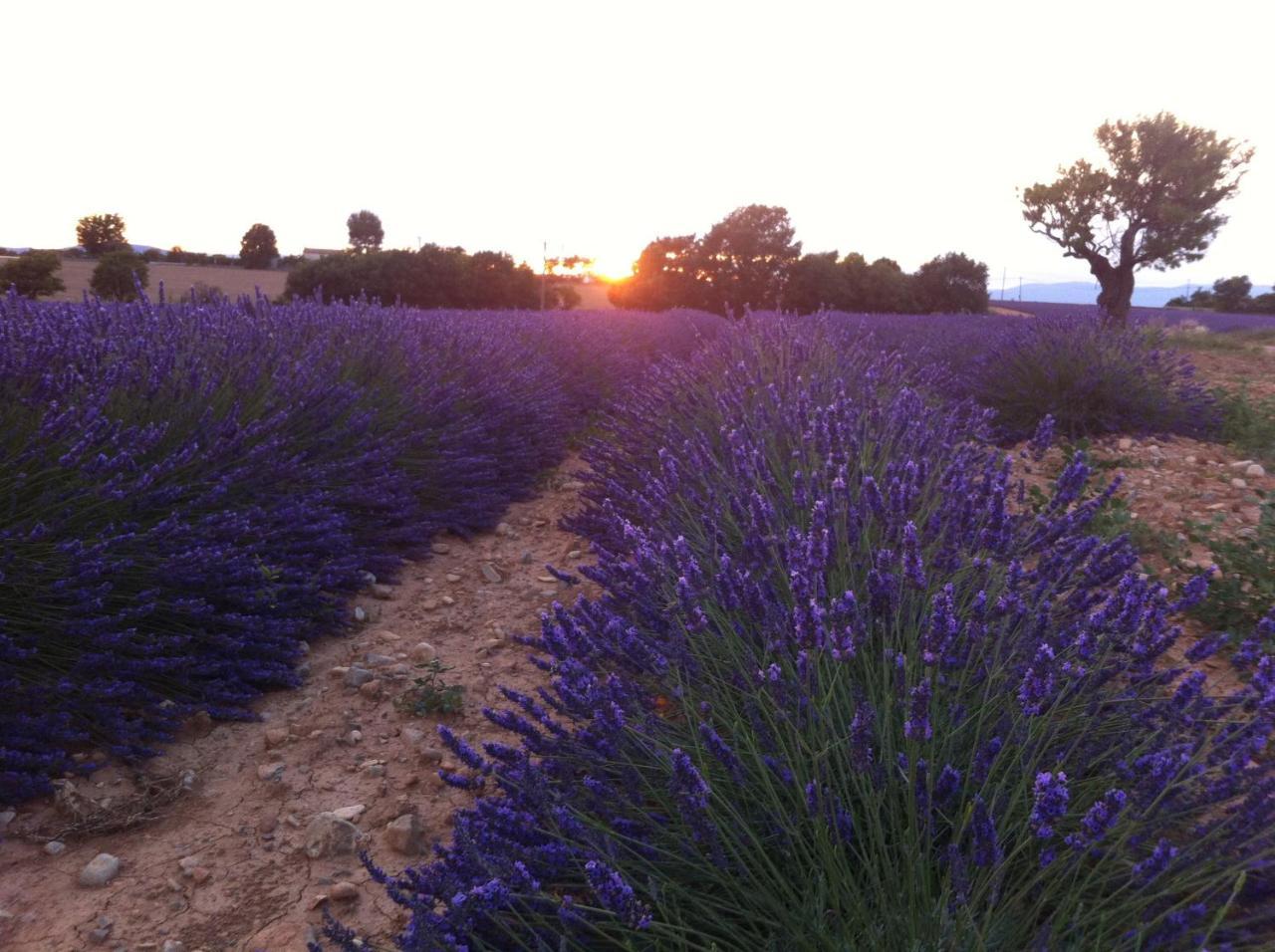 Le Petit Caboulot En Pleine Nature Vaumeilh Eksteriør bilde